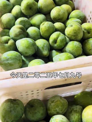 20年老树,树上成熟的油奈,果皮微黄,口感更好的,酸甜爽口,冰箱冷藏口感更好哦。#奈李 #油奈 #空心李 #脱骨李
