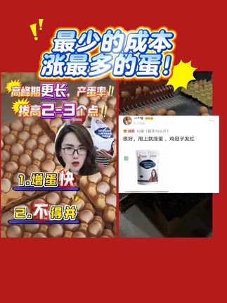 养鸡蛋鸡增蛋补气血提免鸡冠红用云蓝黄芪#鸡蛋 #养鸡 #蛋鸡 #董云讲蛋鸡