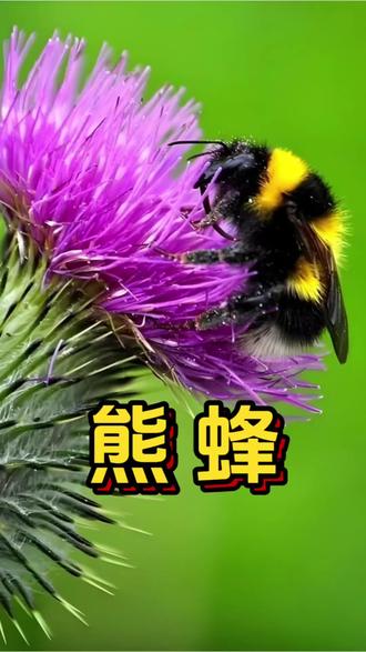 熊蜂:披着“萌宠”外衣的空中重装坦克#冷知识科普 #宠物科普 #动物世界 #熊蜂 #神奇动物在这里