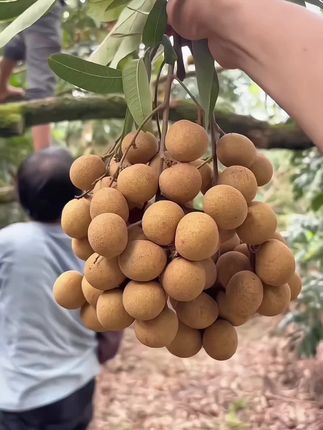 储良龙眼大丰收,新鲜采摘,皮薄肉厚,果肉饱满,清甜多汁,新鲜采摘,等你来尝##龙眼 #新鲜应季水果 #口感特别好 #优质农产品