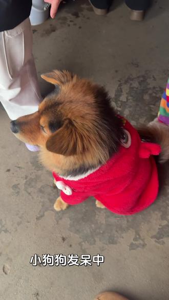 小狗狗第一次见鞭炮#动物迷惑行为 #我的萌宠 #鞭炮 #狗狗 #谁家小狗像个小宝宝