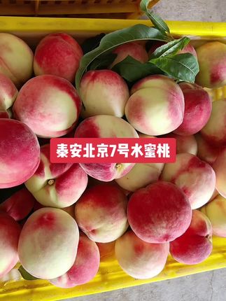 甘肃秦安北京7号水蜜桃爆甜爆汁