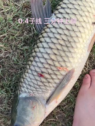 0.4子线 三分钟上岸😎😎😎#户外钓鱼 #钓鱼只有钓鱼人懂 #钓大鱼 #钓鱼 #爱生活爱钓鱼