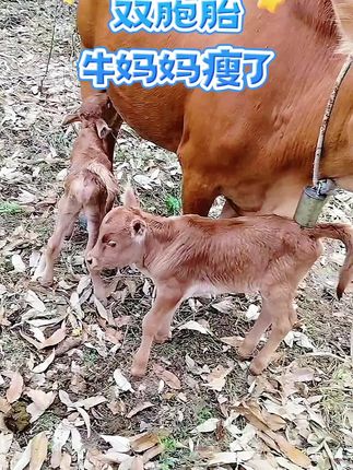 #动物世界