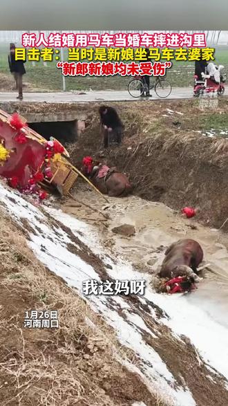 新人结婚用马车当婚车摔进沟里, 目击者:当时是新娘坐马车去婆家,新郎新娘均未受伤