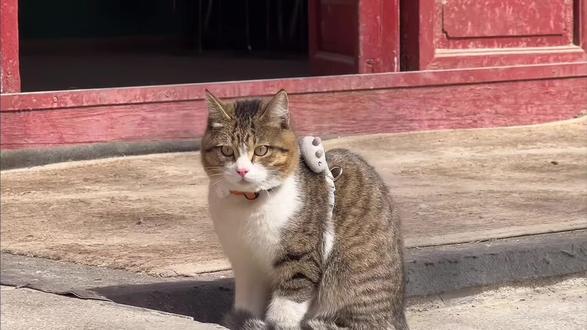 西高地papi妈妈:“于我而言就是个输,没有什么赢,因为我的小狗也回不来了”#悟空