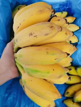 广西小米蕉皮薄肉厚、肉质细腻、香甜软糯、营养丰富、回味无穷,每一口都是甜蜜的幸福感!#香蕉 #新鲜应季水果 #好吃到停不下来 #抖音助农#广西小米蕉 #应季水果