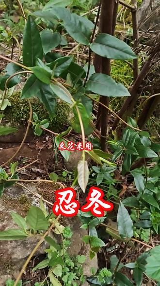 #野生药材 #我为家乡农产品代言 #中草药知识#民间草药的功效与用法