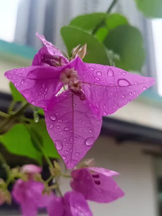 #止痒膏 #云南本草 #生活必备 #私处止痒膏#推荐好物
