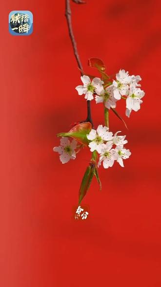 🌱春分巧遇农历二月初二,昼夜平分,好运抬头!百鸟归来报春时,陌上花开,山河锦绣。春菜正鲜,春光正好,春风和煦,好运昂首。愿你前程似锦,不负春朝!