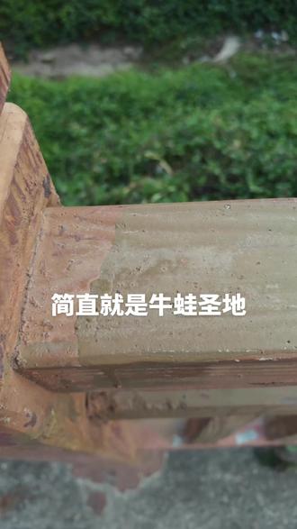 简直是牛蛙最喜欢的栖息地!