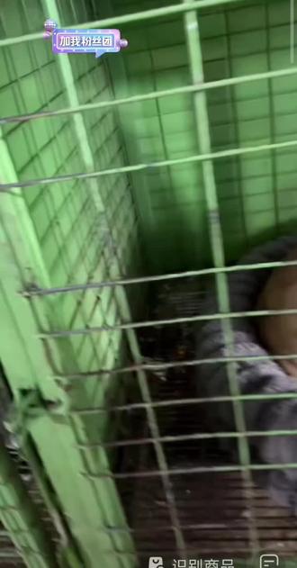 老头对大娃二娃态度严厉,实则口气老自豪了@西北刀客-徐晒晒 @西北刀客-公益护农 @西北刀客-机油手 @西北刀客摄影-李