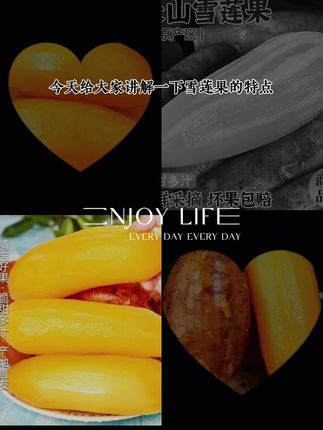 【低糖】云南天山雪莲果长果1斤5斤9斤脆甜多汁现挖新鲜水果#好货#上热门 #热门