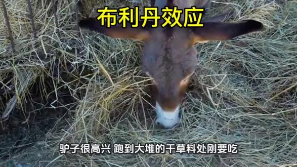 布利丹毛驴效应#管理 #决策 #职场 #上热门