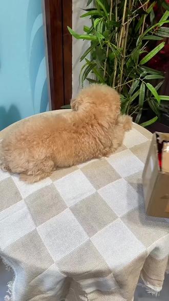 布偶/英短/泰迪必看!高发品种的小心心保护,一瓶就够#拜达尔辅酶Q10乳化护心油#宠物心脏健康预警
#猫咪肥厚型心肌病预防#狗狗心脏肥大养护
#老年宠物护心必看
