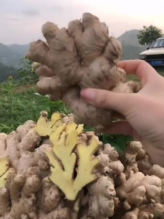 #优质农产品 #绿色食品 #源头好货 #三农种植 #农产品 云南小黄姜