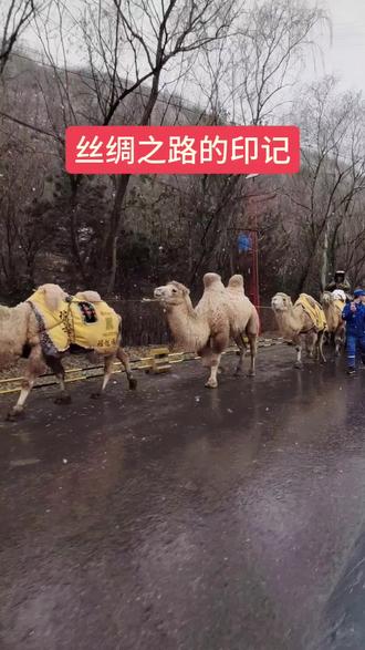 #亭口古遗址的老故事 #陕西黄土坡上的丝路印记 #骆驼队的铃铛声 #彬州 #我的农村生活 亭口古遗址的风,吹过千年的驼铃。风沙褪尽,只剩岁月刻下的痕迹。