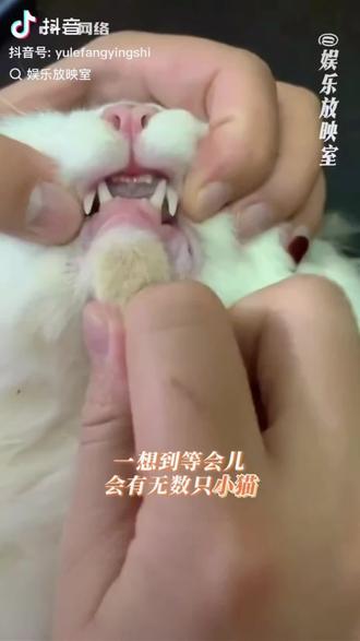 那六坎🐱是什么品种的呢 🤔
#猫咪 #猫咪上颚坎数 #家有宠物 #三花猫 #养宠物哪有不疯的