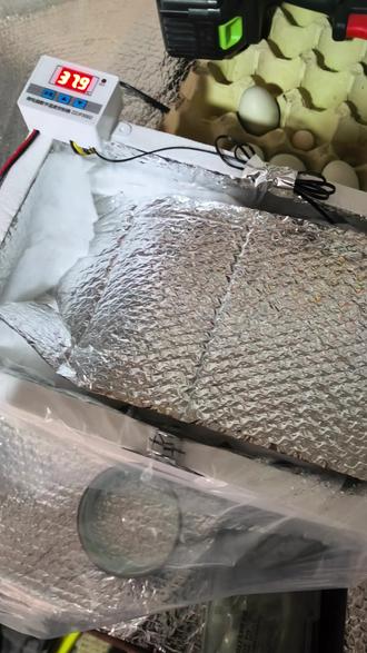 刚刚开始生产的柯尔鸭蛋是孵不出来小柯尔鸭的#萌宠 #萌宠出道计划 #萌宠日常记录 #柯尔鸭孵化