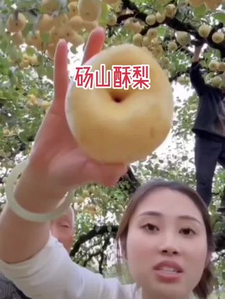 砀山酥梨,皮薄多汁#口感特别好