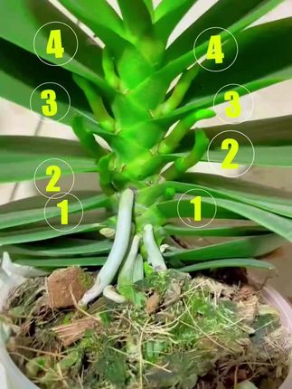 进入10月了,要抓紧给蝴蝶兰催花箭#蝴蝶兰 #养花小知识 #种植小技巧 #蝴蝶兰养护 #花卉养护