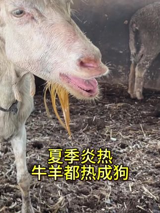 #养殖#自繁自养 #养殖好物 #好东西一起分享