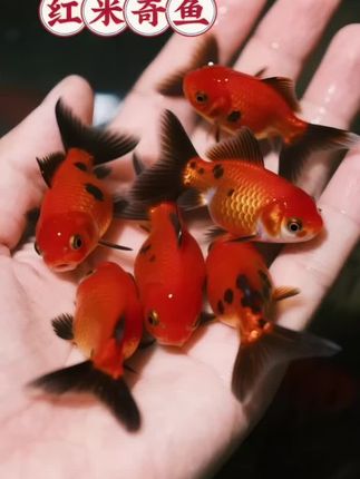 米奇鱼可爱又好养   米奇鱼超适合新手!红身子配黑纹,像游动的小萌宝,颜值能打✨ 好养不娇气,对水质、饲料要求不高,往鱼缸一放,轻松添活力,看它们游来游去,治愈又解压,养鱼快乐这不就拿捏~ #米奇鱼好养又可爱 #新手养鱼首选 #萌趣水族小伙伴 #治愈系观赏鱼 #轻松打造活力鱼缸
