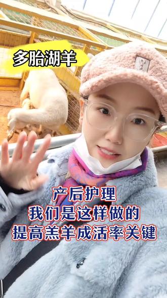 多胎湖羊产后护理这样做,提高羔羊成活率关键! #养殖 #农村养羊人 #多胎湖羊#我是农村养羊人