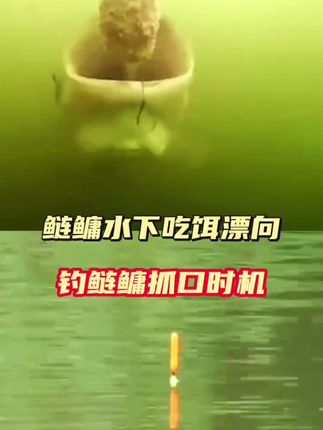 #我要上热门 钓鲢鳙要把握好抓口时机#浮钓鲢鳙 #钓鲢鳙技巧 #万物皆可种草搜