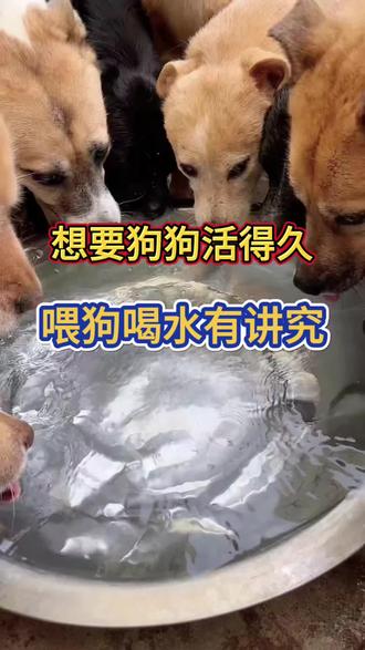 想要狗狗活的久,喂狗喝水有讲究#是宠物更是家人 #狗狗饮水注意事项 #养狗经验分享 #科学养宠攻略