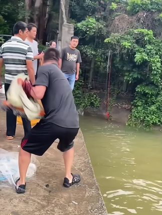 一网在手吃鱼不愁!操作简单,新手也能使用!#飞盘撒网 #手抛网 #撒网捕鱼 #户外捕鱼