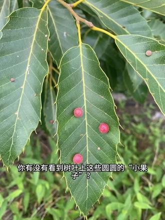 小虫子的漂亮房子 在山上看到的,挺漂亮的#科普病虫害防治知识 #虫瘿果 #别乱吃