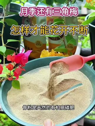 立秋以后,就要抓紧给家里的#三角梅 施一波促花骨粉了,现在正是它的开花期#种植小技巧 #养花小知识 #骨粉 #狸花猫