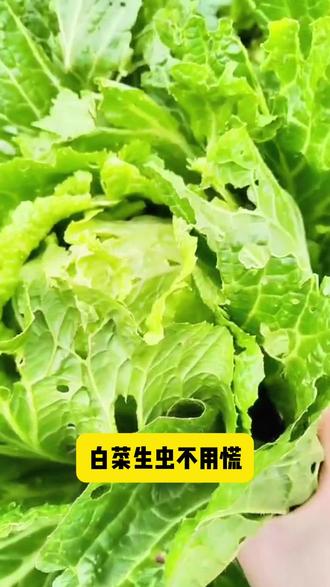 蔬菜生虫子了怎么办#家庭种植 #种植小技巧 #预防虫害