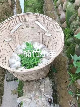 楠竹苗。毛竹苗