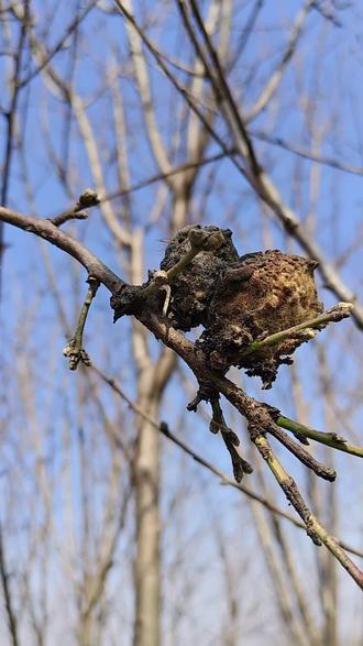 一桃压百魅,一枭镇千邪。#道教文化 #桃枭