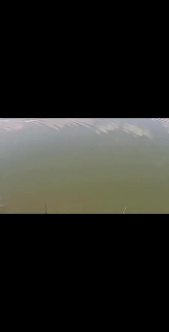 足以以假乱真的国人浪泥鳅,泳姿妖娆,外形逼真#路亚 #路亚假饵 #路亚软饵 #路亚翘嘴 #泥鳅软饵