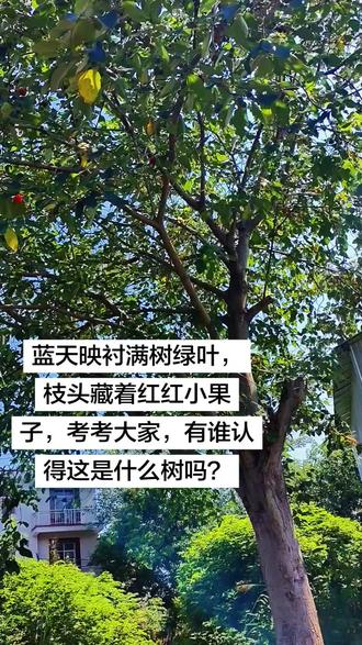 农村老树上的红果,认识的才是乡里人🍒 蓝天白云下,老树枝头挂着一簇簇红红的小果子,衬着满树的青翠特别显眼。
这种树在乡间到处都有,好多人的童年里都有它的影子。
有没有人一眼就认出这是什么?知道答案的话,评论区告诉我呀👇
#猜猜这是什么树 #在线求解答 乡村风景 #农村老树木 #童年回忆 #真实生活分享计划