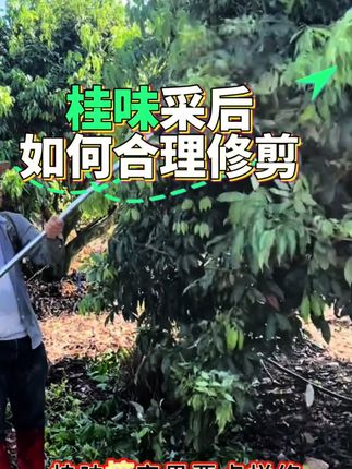荔枝采后如何管理#荔枝种植#农业种植#荔枝壮梢#三农 #荔枝修剪