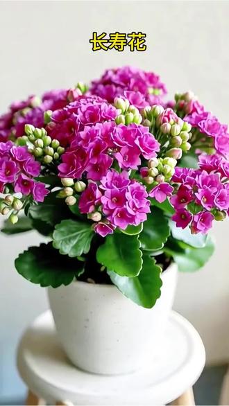 家里一定要养一盆长寿花,它不仅好看,还特别好养!平时浇浇水就能存活,而且它的花朵颜色鲜艳,看着就很喜庆。关键是长寿花寓意非常好,象征着健康长寿,送给长辈也很合适哦!现在点击下方链接购买,还有更多惊喜等着你,赶快行动起来吧! #养花 #家庭养花 #晒晒你拍的花