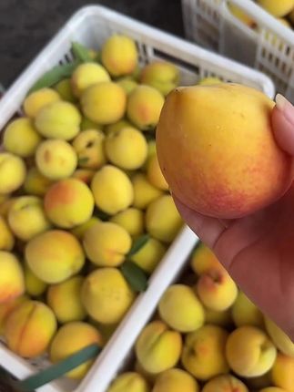辰溪熊首山高山黄桃【精品果王】(顺丰包邮)