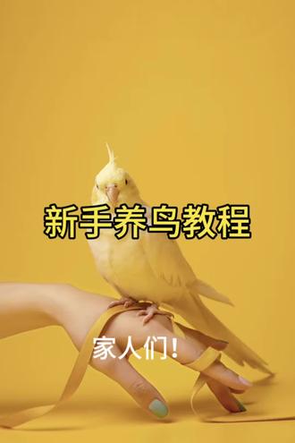 新手怎么养好玄凤#鹦鹉鹦鹉萌萌哒逗鹦鹉 #玄凤鹦鹉 #手养鹦鹉 #鹦鹉训练