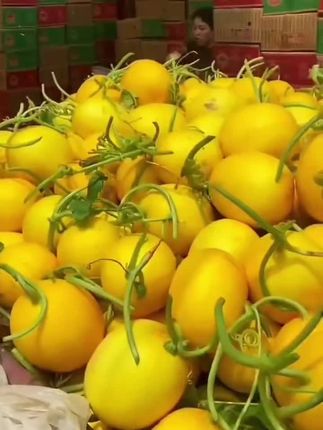 甘肃民勤黄金蜜瓜#口感特别好 #优质农产品 #新鲜采摘 #快来一起尝个鲜 #脆甜多汁