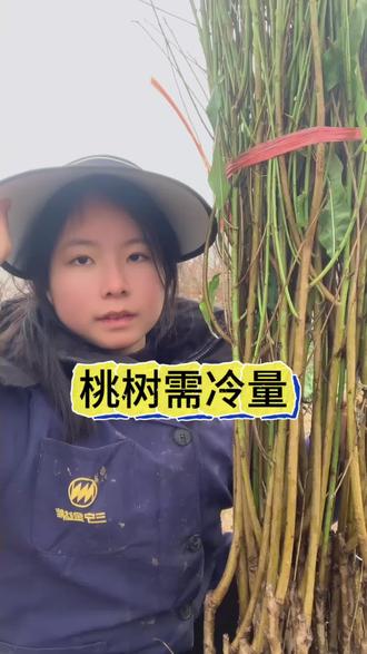 桃树的需冷量是什么呢~#桃树 #桃树苗 #桃苗 #抖音助农 #优质种苗