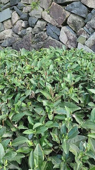 安必腾促进茶叶萌芽早,萌芽好,改善老叶黄化!#拜耳德来周 #拜耳田间守护者#茶叶