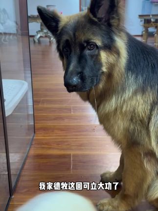 老板又把狗照顾一塌糊涂啊 #万物可爱计划