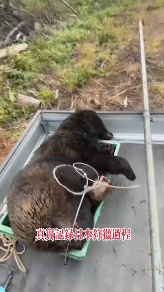 真实记录日本合法狩猎过程,深入秋天的丛林