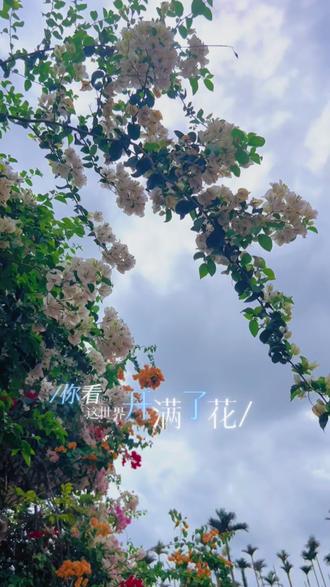 误入三角梅花海,把春天藏进镜头里🌸 这里是海南万宁溪边村(万城镇联星村)三角梅的赏花实用攻略,现在2月份正处于盛花期,特别适合打卡拍照📸
花期与观赏要点
1. 最佳时段:2-4月是主盛花期;1月下旬-2月花会期间开得最艳;全年有花,秋冬相对疏一些,2026年2月19日当下已进入繁花季。
2. 规模品种:90亩基地,约60种三角梅,红、粉、白、紫、橙及多色嫁接品种齐全。
3. 开放时间:村落全天免费;三角梅核心区10:00-16:00(花会延至18:00);村口免费停车。
4. 打卡点:溪边书屋外墙花瀑、溪边小街花廊、河道步道、三角梅盆栽区;适合拍亲子、古风、清新写真。
5. 小贴士:海南日照强,建议早11点前/下午3点后拍;穿浅色系衣服更出片;可买盆栽带回。
#春日赏花 #创作灵感来源 #三角梅 #万宁 #溪边村