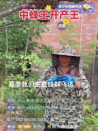 四川中蜂王新开产王产卵王阿坝王处女王交尾王
