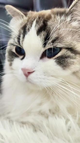 勿扰,有事年后说吧~
#猫的不服气全写在脸上 #年后再说 #布偶猫 #萌宠出道计划